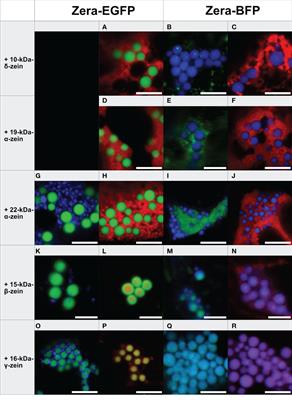 Generation of multi-layered protein bodies in N. benthamiana for the encapsulation of vaccine antigens